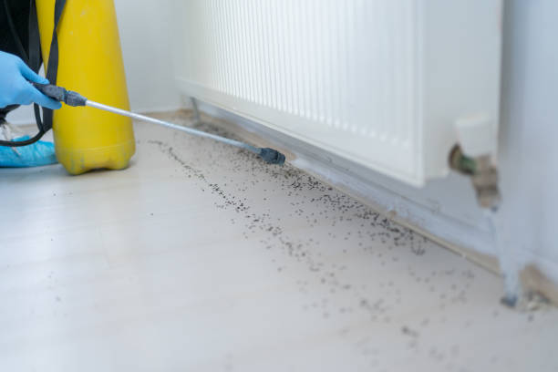 Best Emergency Pest Control  in Temelec, CA