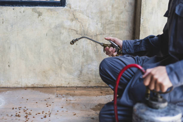 Best Rat Extermination Near Me  in Temelec, CA